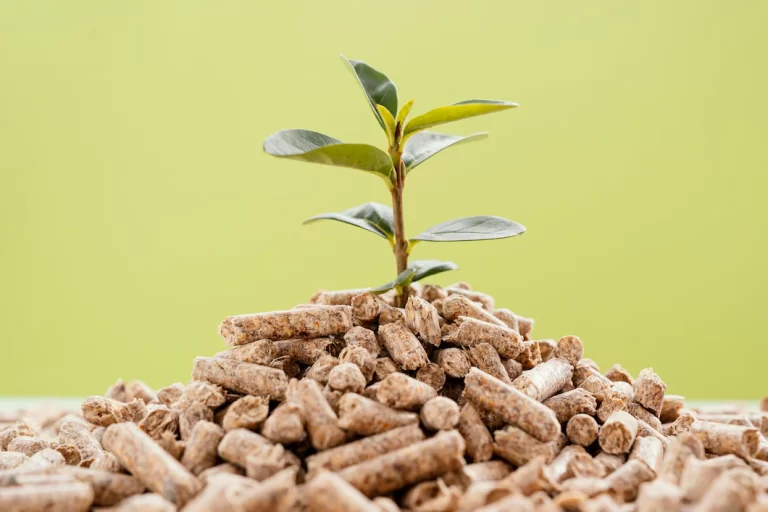 ¿Qué es la biomasa y cómo podemos aprovecharla?